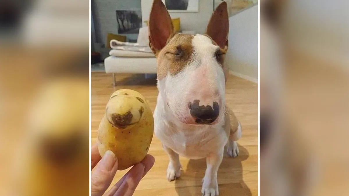 50 Posts From “Stupid Food Memes For Stupid People” That Might Make You Lose Faith In Humanity