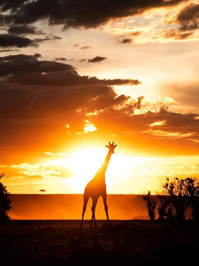 This Photographer Captured 30 Breathtaking Animal Silhouettes At Golden Hour