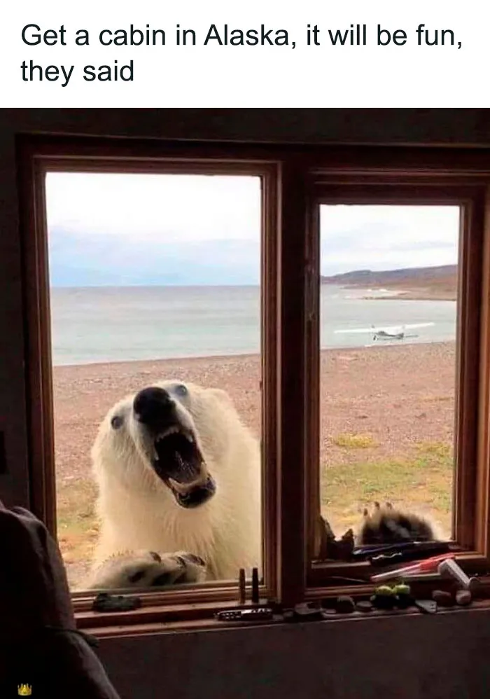 Polar bear outside a cabin window in Alaska, illustrating existence and reality in a wild, natural universe scene.