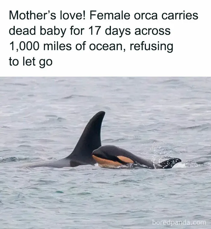 Female orca carrying dead baby in ocean waves symbolizing existence and reality in the universe mystery.