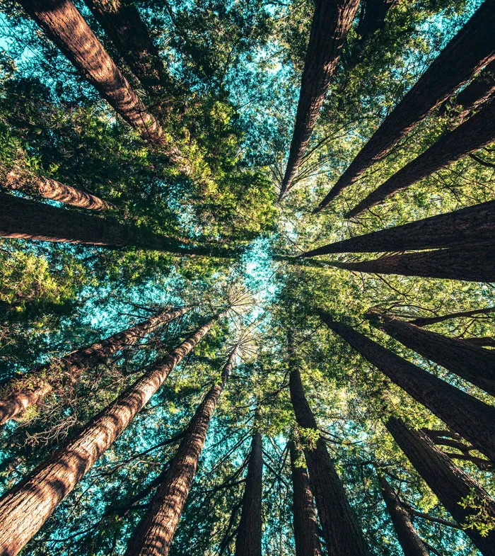 34 Creepy Things Folks Have Found In Forests