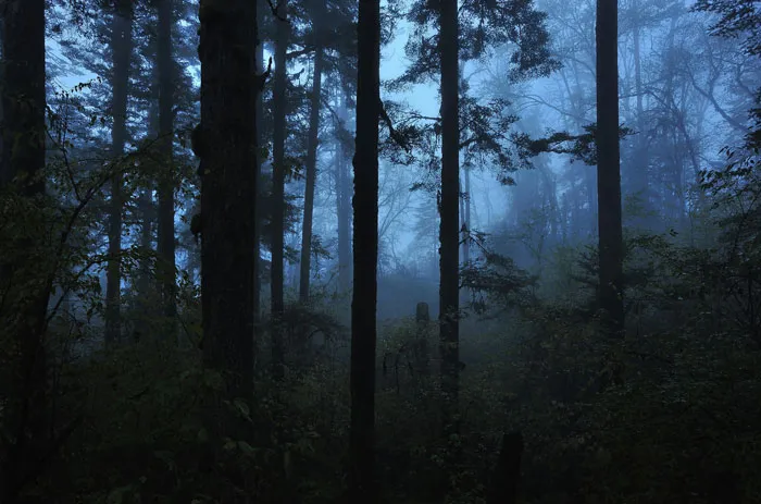 34 Creepy Things Folks Have Found In Forests