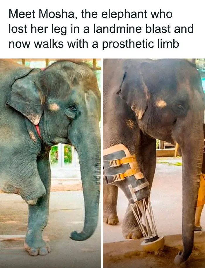 Elephant with prosthetic limb walking after losing leg, illustrating resilience and existence in challenging reality.
