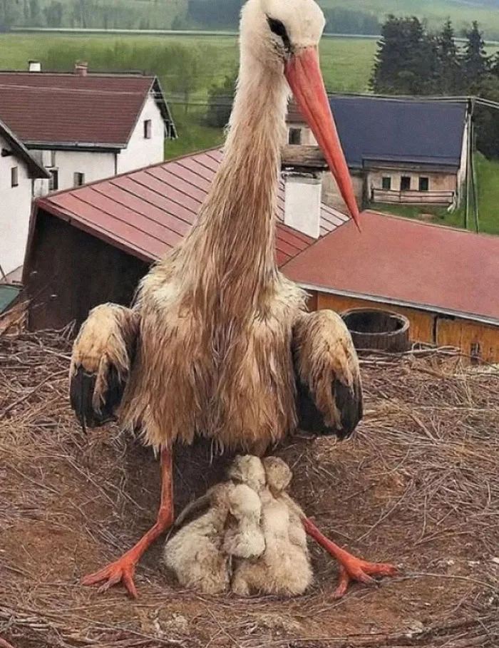 Stork in nest with chicks overlooking rural landscape, illustrating the existence and reality of nature’s universe.