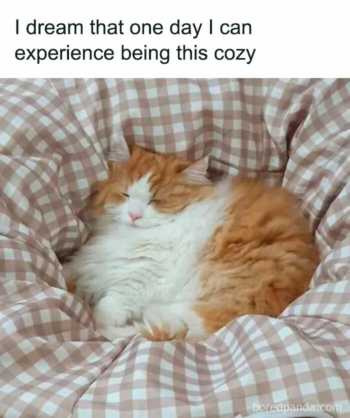 50 Funny And Adorable Cat Memes For Anyone Who’s Obsessed With Them