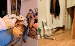 50 Funny And Adorable Cat Memes For Anyone Who’s Obsessed With Them