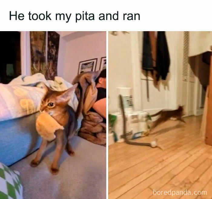 50 Funny And Adorable Cat Memes For Anyone Who’s Obsessed With Them