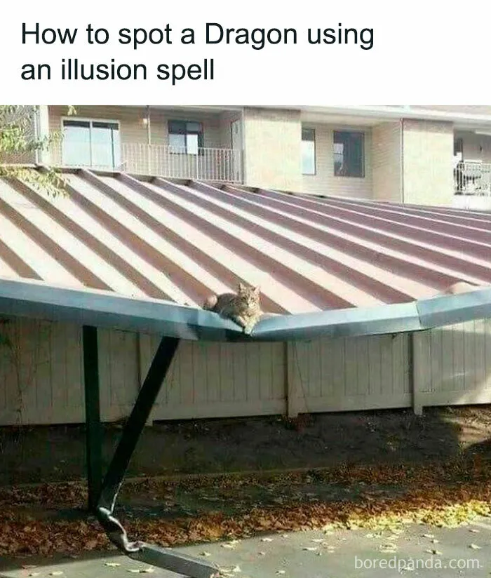 50 Funny And Adorable Cat Memes For Anyone Who’s Obsessed With Them