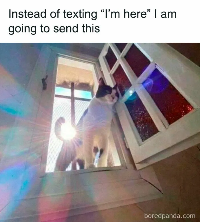 50 Funny And Adorable Cat Memes For Anyone Who’s Obsessed With Them