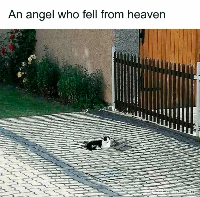 Hilarious-Cat-Memes-Pics