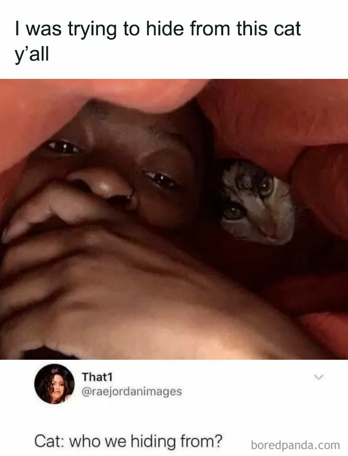 50 Funny And Adorable Cat Memes For Anyone Who’s Obsessed With Them