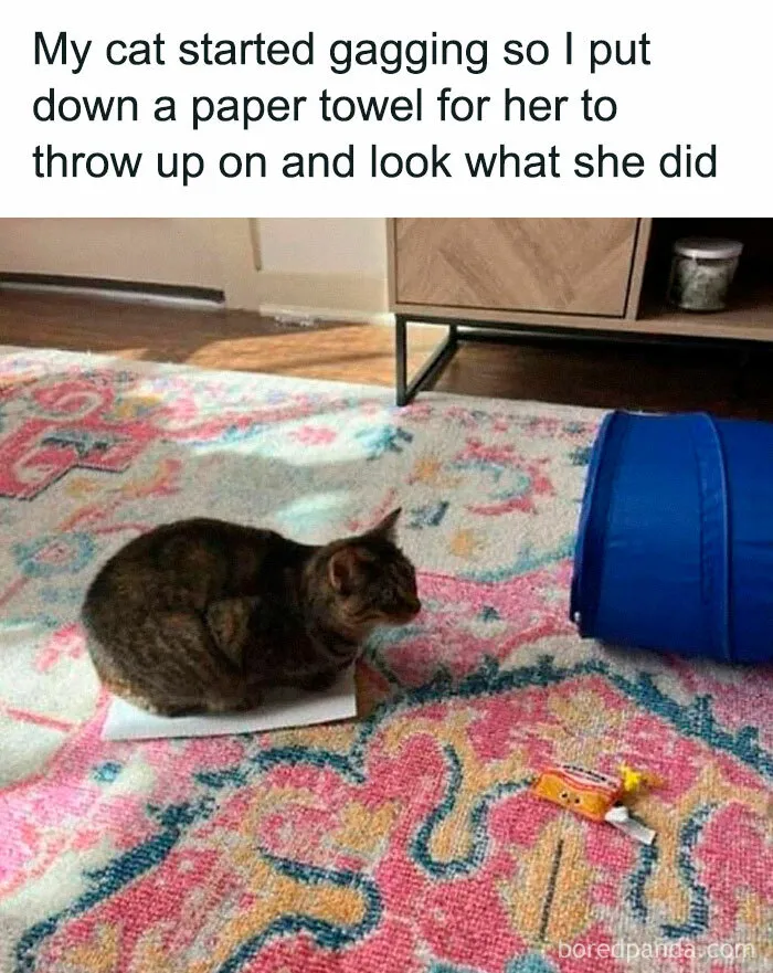 50 Funny And Adorable Cat Memes For Anyone Who’s Obsessed With Them