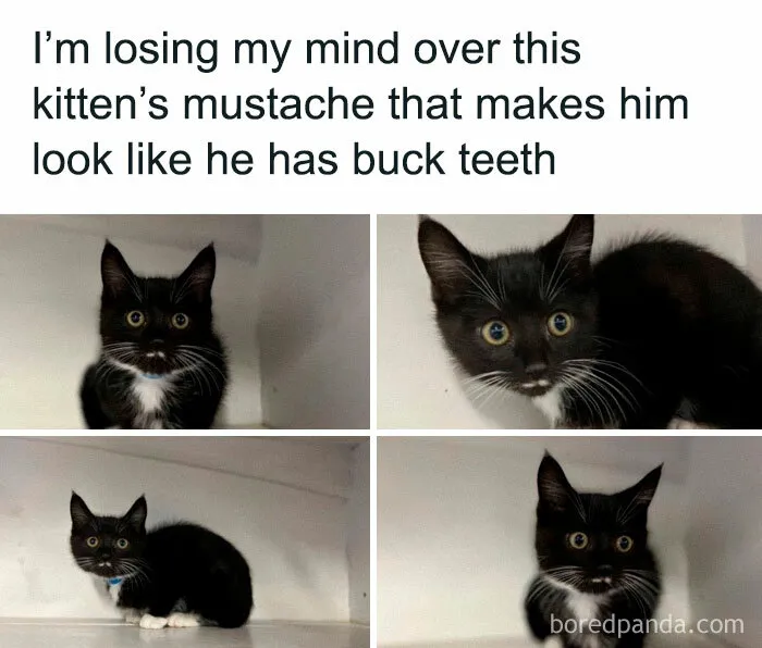 50 Funny And Adorable Cat Memes For Anyone Who’s Obsessed With Them