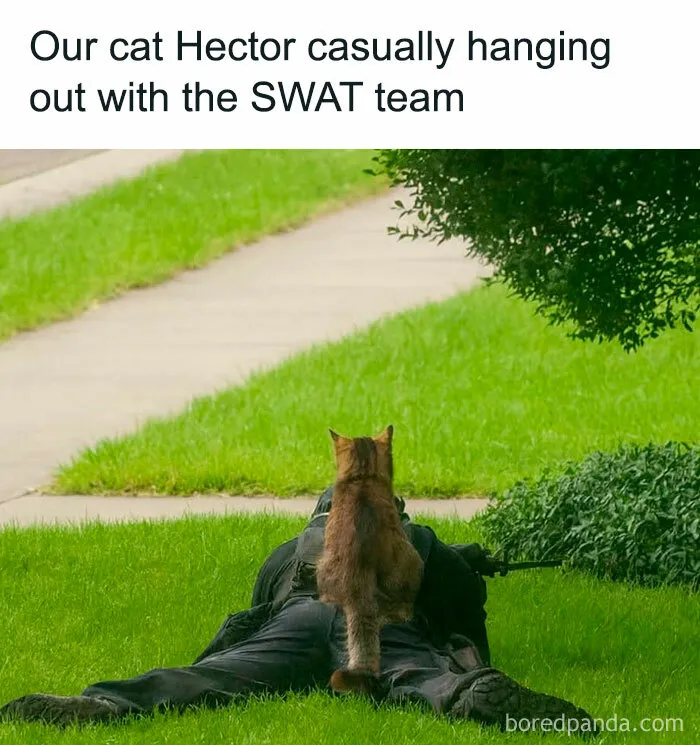 50 Funny And Adorable Cat Memes For Anyone Who’s Obsessed With Them