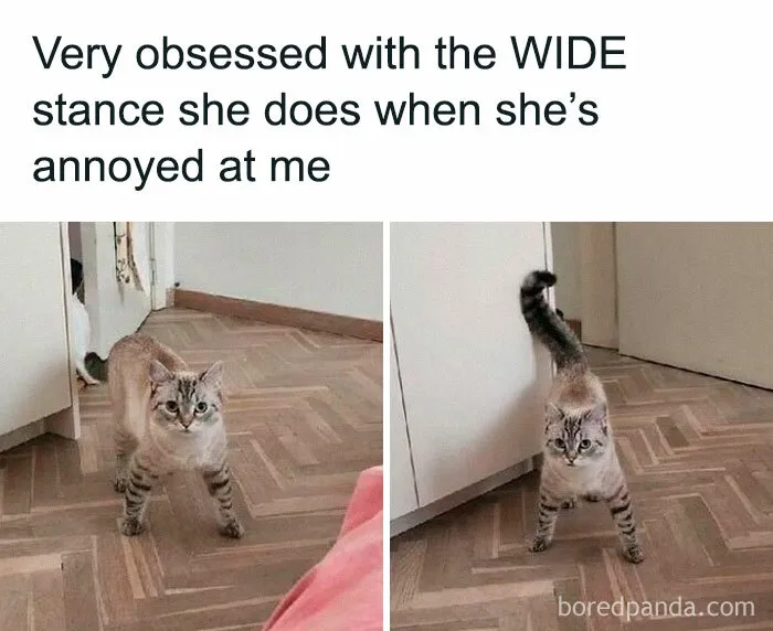 50 Funny And Adorable Cat Memes For Anyone Who’s Obsessed With Them
