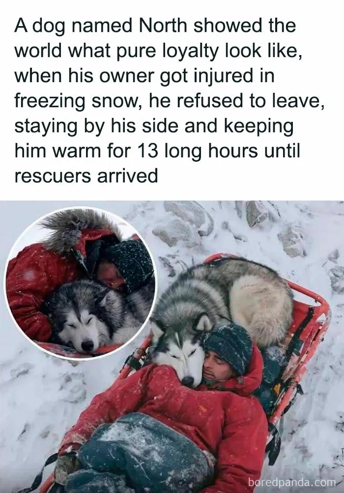 A Dog Named North Showed True Loyalty When He Refused To Leave His Injured Owner In Croatia’s Icy Velebit Mountains