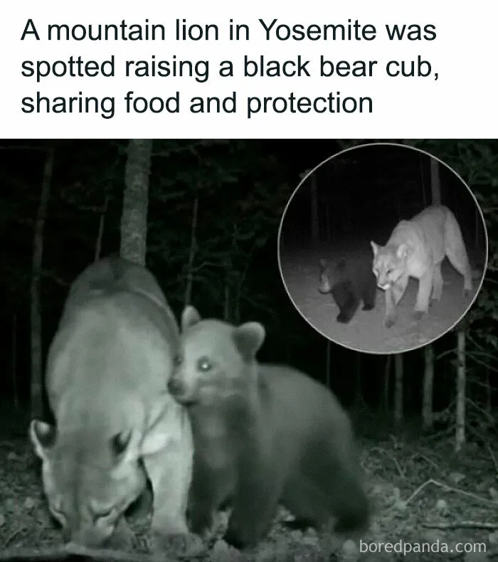 Wildlife Cameras In Yosemite National Park Recently Captured An Extraordinary Sight: A Mountain Lion Caring For A Black Bear Cub