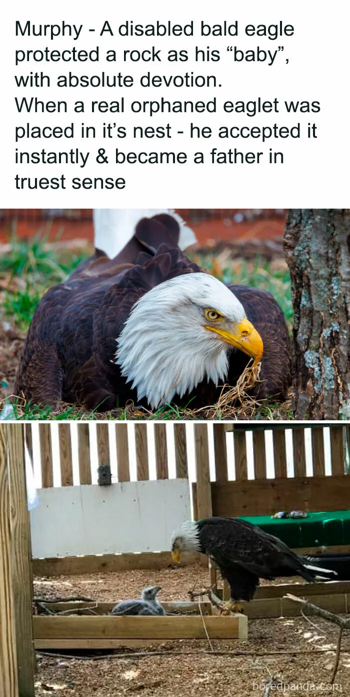 Murphy, A Flightless Bald Eagle, Once Cared For A Rock Like A Baby. In 2023, When An Orphaned Eaglet Arrived, Caretakers Swapped The Rock For The Chick. Murphy Accepted It Instantly, Feeding And Protecting It, Proving That Parenthood Is About Love And Devotion, Not Biology