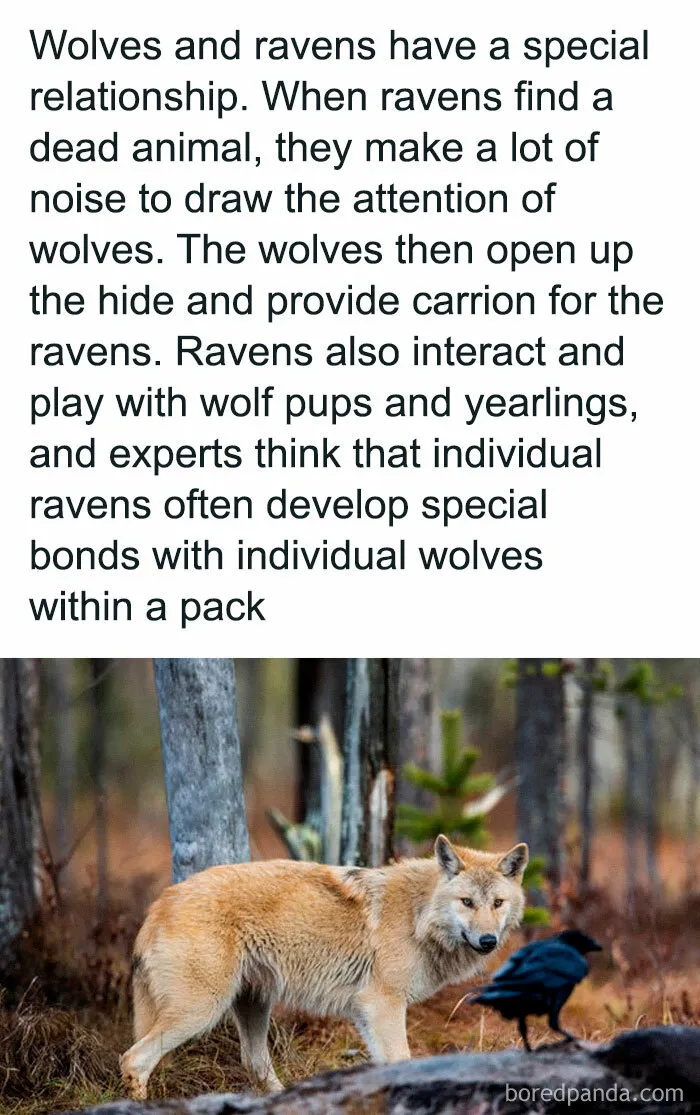 Wolves Are The Meal Ticket! Actually It’s More The Ravens Follow The Wolves …