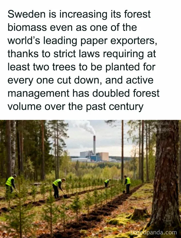 Sweden Has Doubled Its Forest Volume Over The Past Century