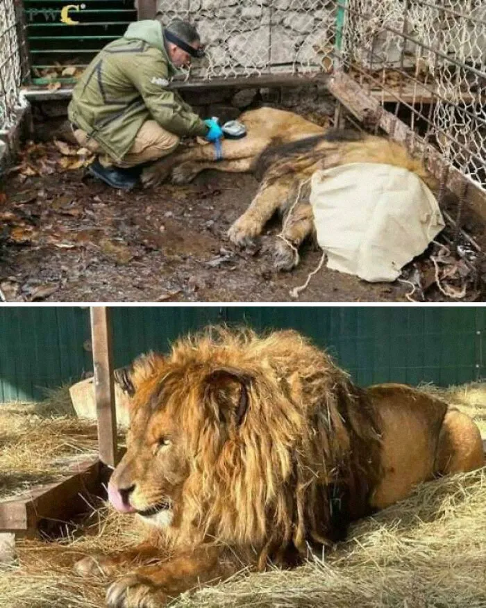 Ruben, Once A Circus Lion, Spent Years Alone In Silence After The Crowds Were Gone