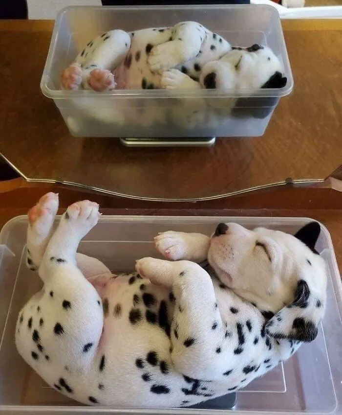 39 Hilarious “Important Animal Images,” As Shared By This Page Dedicated To All Sizes And Species (New Pics)