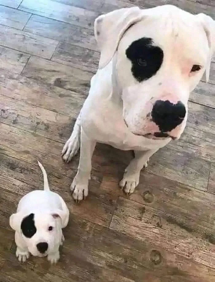 39 Hilarious “Important Animal Images,” As Shared By This Page Dedicated To All Sizes And Species (New Pics)