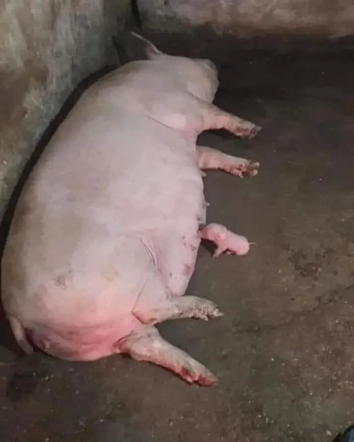 Pig lying on concrete floor with a tiny piglet beside it, showcasing hilarious moments caught on camera with animals.
