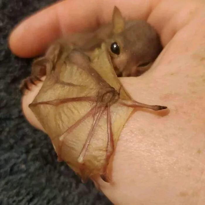 39 Hilarious “Important Animal Images,” As Shared By This Page Dedicated To All Sizes And Species (New Pics)