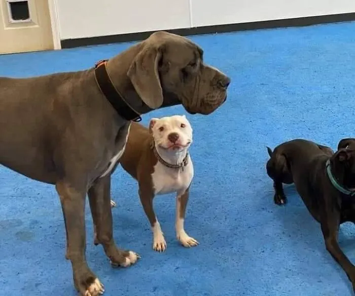 39 Hilarious “Important Animal Images,” As Shared By This Page Dedicated To All Sizes And Species (New Pics)