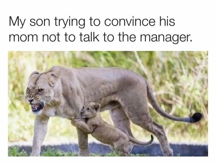 Lion cub clinging to its annoyed mother illustrating relatable memes for parents who are going through it.