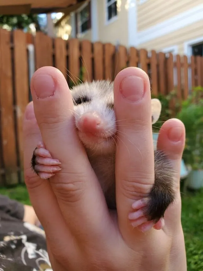 39 Hilarious “Important Animal Images,” As Shared By This Page Dedicated To All Sizes And Species (New Pics)