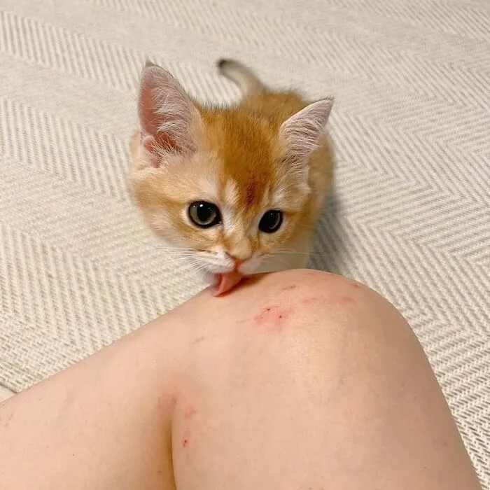 Kitten licking a person's knee with small scratches, captured in a hilarious animal moment image.