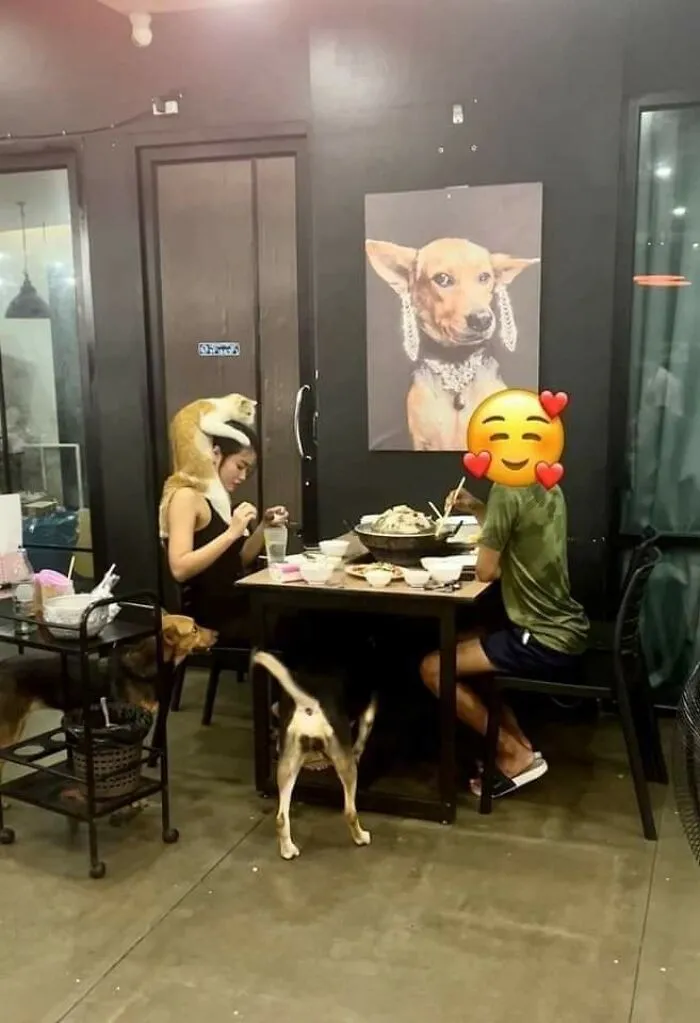 A woman sitting at a table with dogs around her including one climbing on her shoulders in a hilarious animal moment.