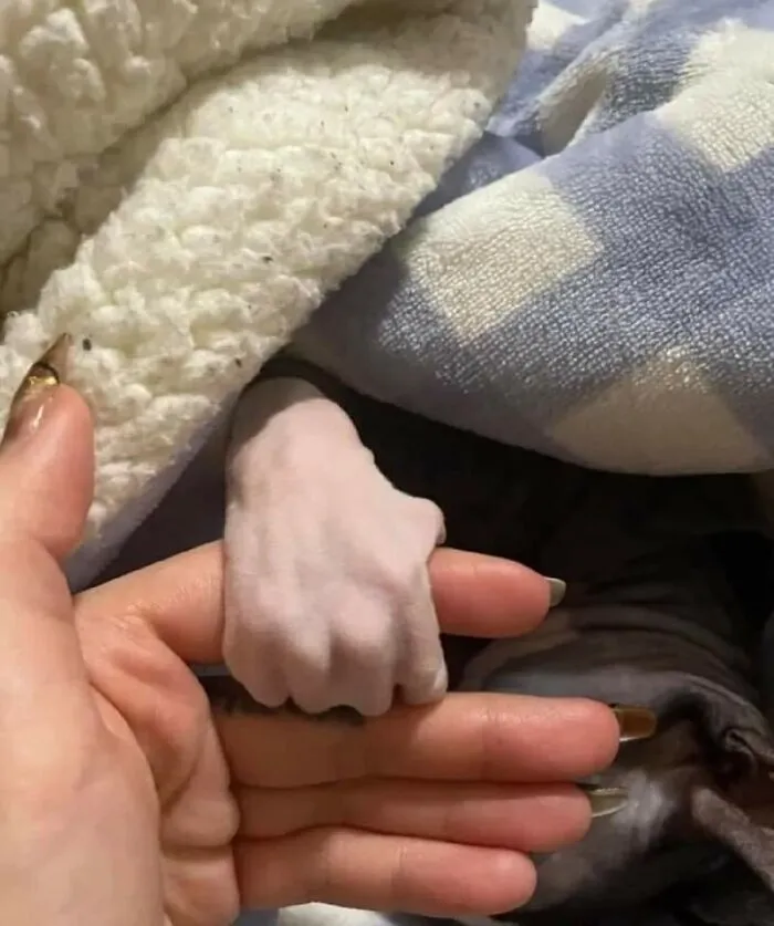 A hilarious moment caught on camera shows a hairless cat’s paw gripping a human finger gently.