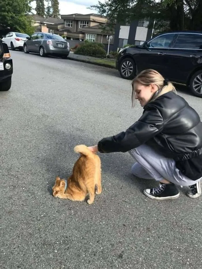Woman in a black jacket petting a playful orange cat bent over on the street in a hilarious animal moment caught on camera.