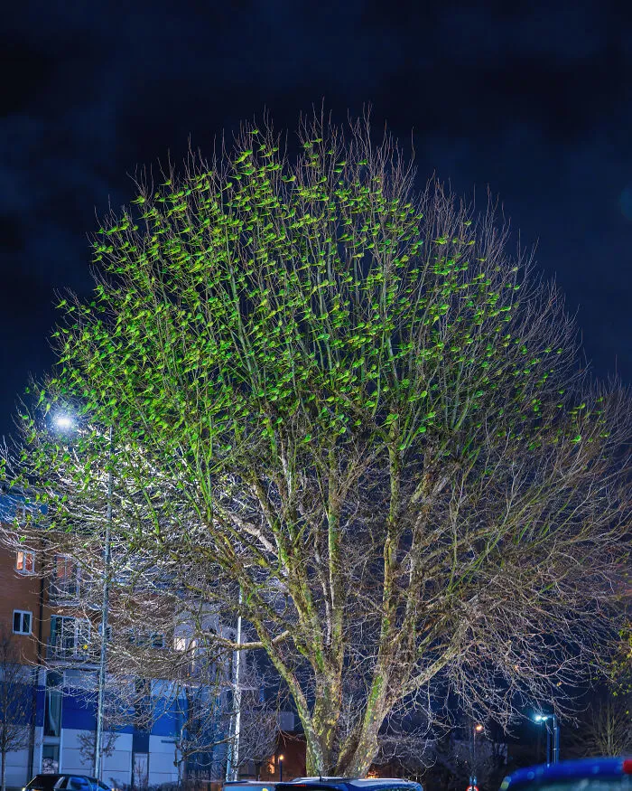 I Thought Winter Had Turned Green In London, Until I Realized It Was A Thousand Parakeets (35 Pics)