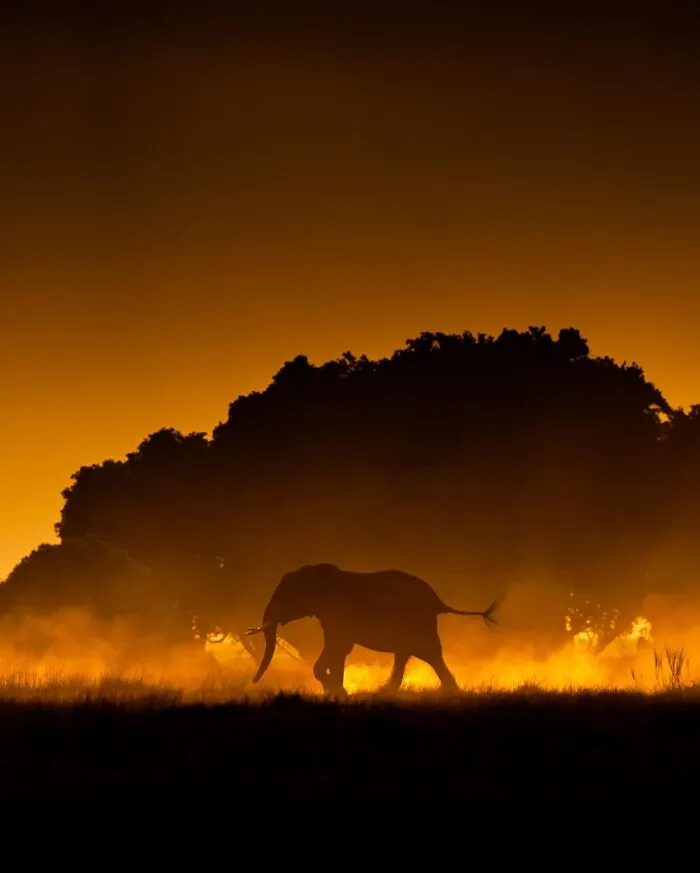 This Photographer Captured 30 Breathtaking Animal Silhouettes At Golden Hour