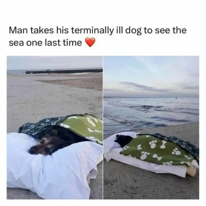 People Are Sharing Their Cute Dog Pics And The Internet Thanks Them For These 78 Snaps