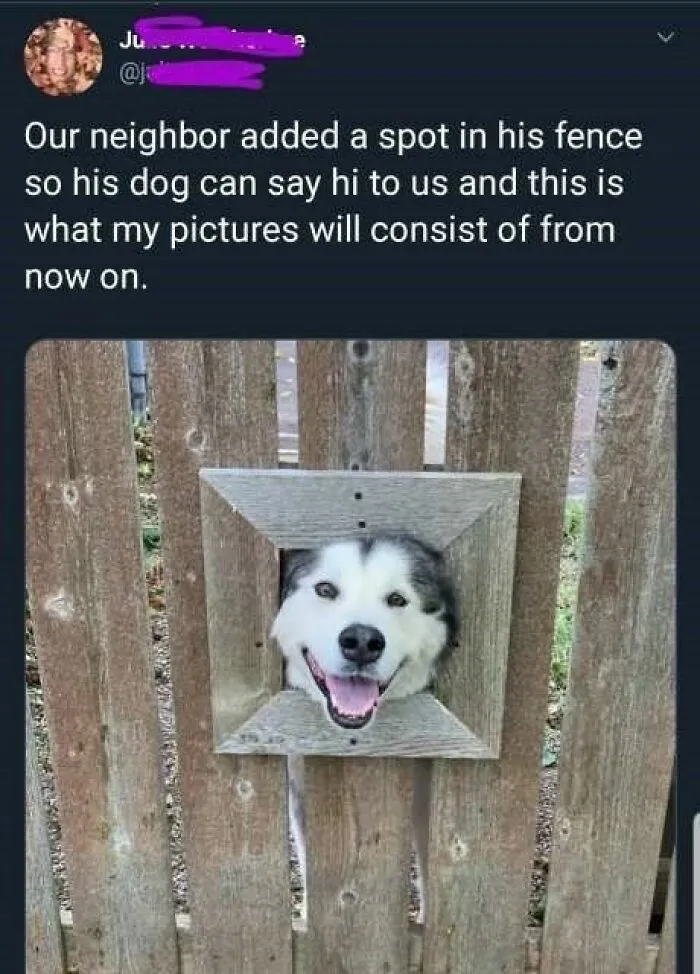 People Are Sharing Their Cute Dog Pics And The Internet Thanks Them For These 78 Snaps