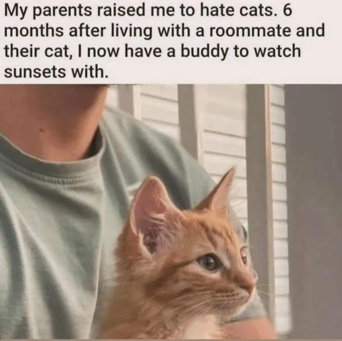 50 Times Cats Were So Funny People Just Had To Meme Them