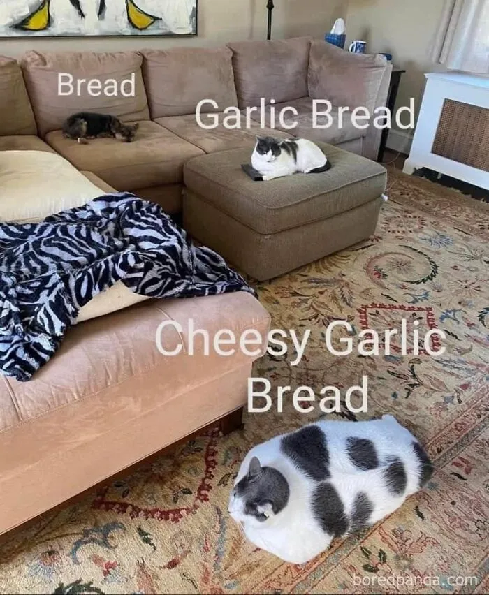 Funny-Pics-Cat-Memes