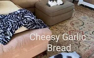 50 Times Cats Were So Funny People Just Had To Meme Them