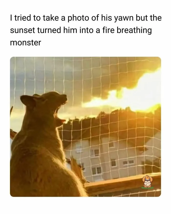 50 Times Cats Were So Funny People Just Had To Meme Them