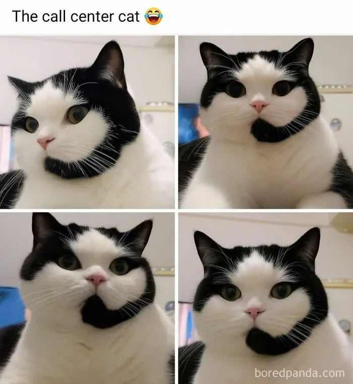 50 Times Cats Were So Funny People Just Had To Meme Them
