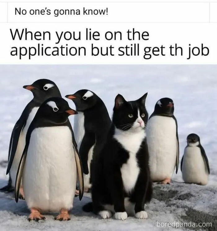 50 Times Cats Were So Funny People Just Had To Meme Them