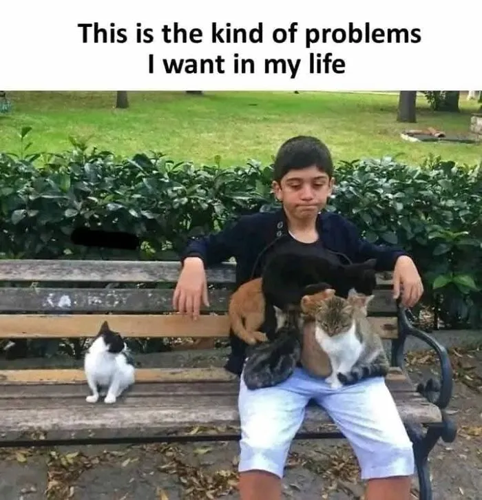 50 Times Cats Were So Funny People Just Had To Meme Them