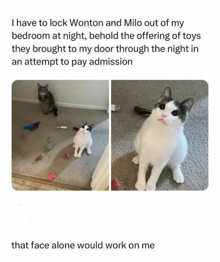 50 Times Cats Were So Funny People Just Had To Meme Them