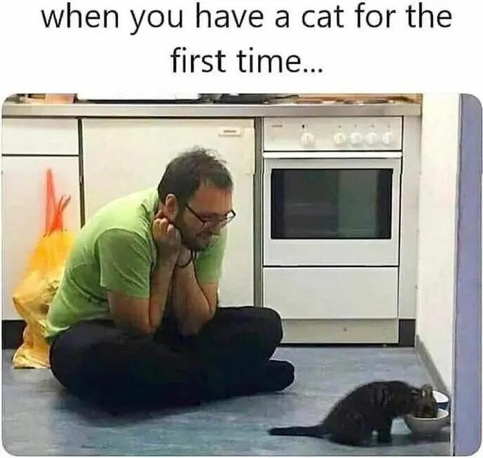 50 Times Cats Were So Funny People Just Had To Meme Them