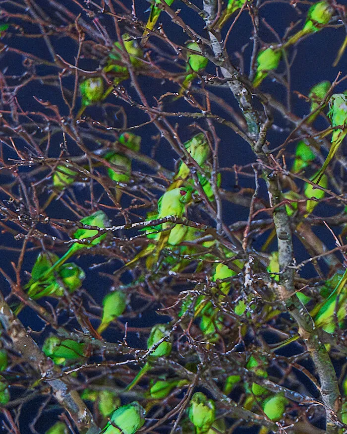 I Thought Winter Had Turned Green In London, Until I Realized It Was A Thousand Parakeets (35 Pics)